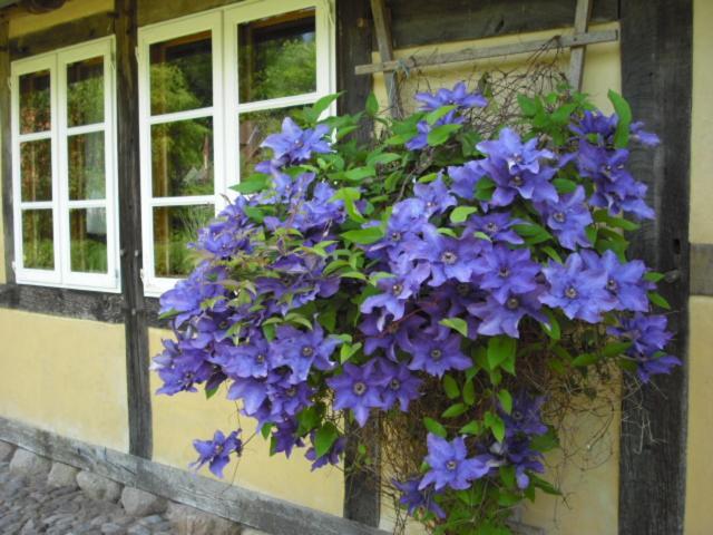 Landhaus Kiesow Suderburg Extérieur photo